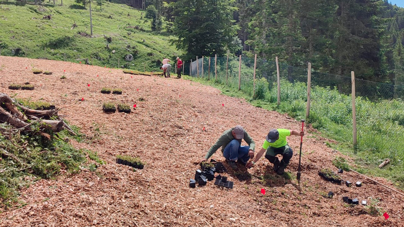Rigoni di Asiago rilancia l’impegno ambientale con il progetto europeo LIFE VAIA