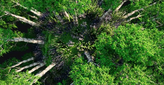 Bando per Progetti di R&S nell'ambito della valorizzazione economica della Biodiversità