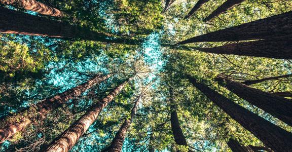 Bando “Credito d’imposta - materiali di recupero – spese annualità 2024"