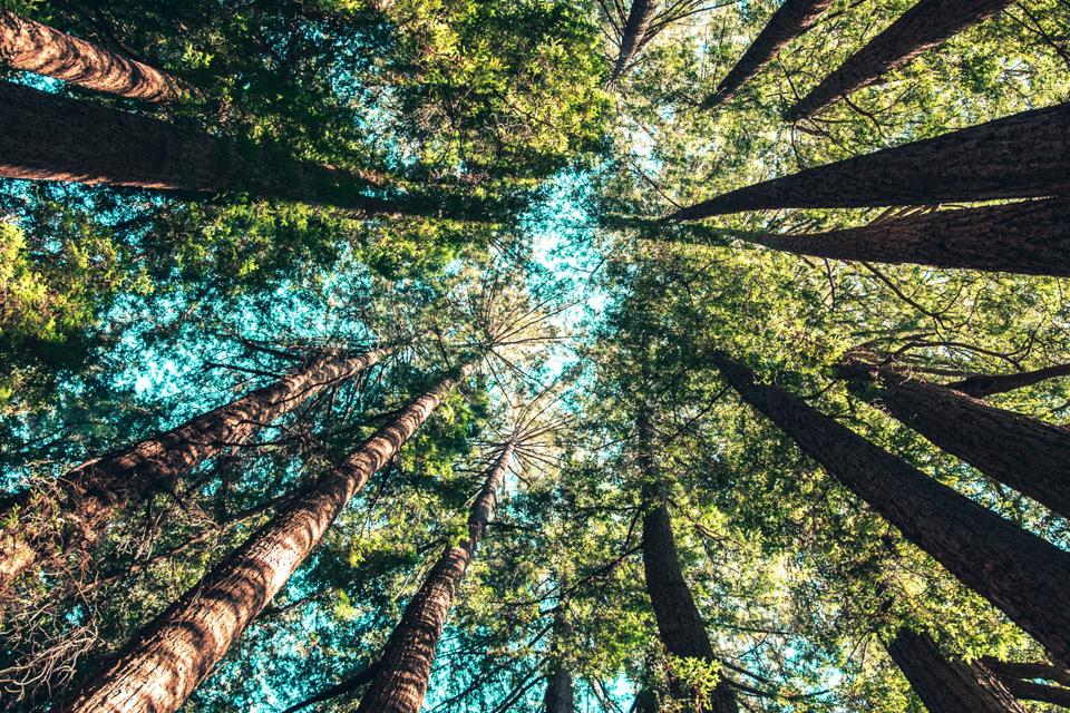 Sostenibilità 360 gradi: i nuovi percorsi gratuiti per le aziende vicentine