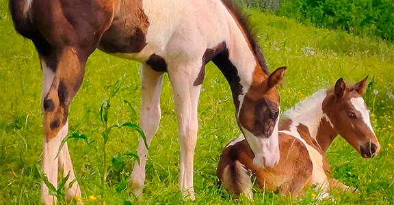 Baby & Young GGI in visita alla fattoria didattica Rodeghiero