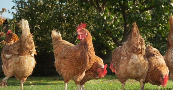 Carni di pollame: modificate le norme di commercializzazione 