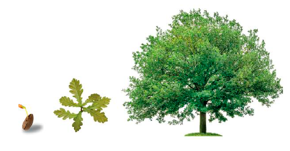 Contributi per valutazione "Made Green in Italy": domande dal 12 gennaio